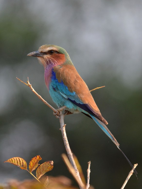 Lilac brested roller